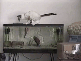 кот.gif