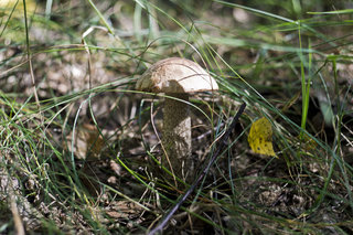 DSC_2342a.jpg